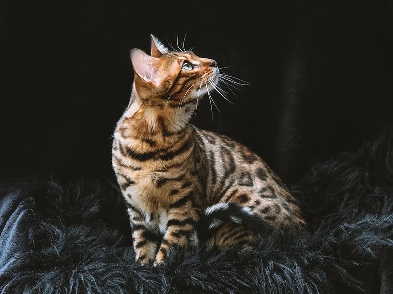 澳门赌博PG电子平台